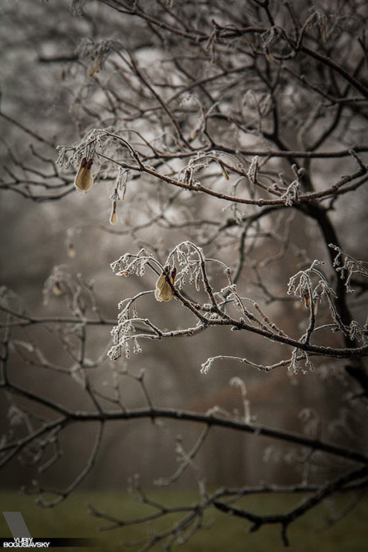 Morton Arboretum